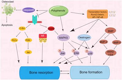 A mechanistic review of chinese medicine polyphenols on bone formation and resorption